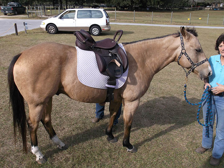 New Therapy Saddle Donated to MTRA Marion Therapeutic Riding Association
